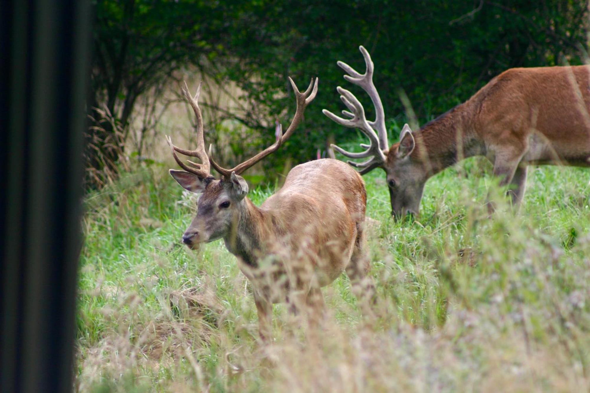 Brown Deer - Z Sauna Na Tarasie, Jacuzzi I Widokiem Na Gory - By Deer Hills Luxury Apartments Kocon Ngoại thất bức ảnh